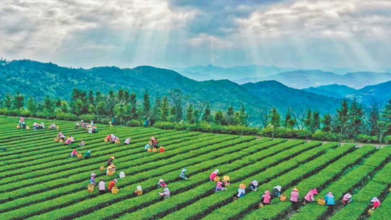 农业种植地块报价影响因素探析**