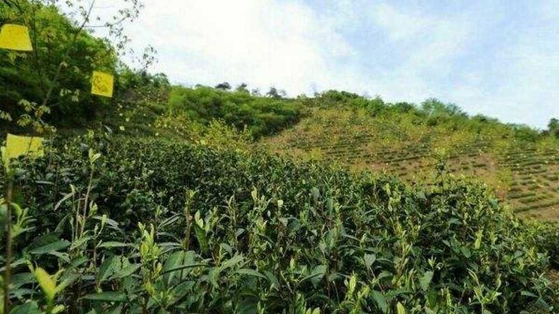 农药化肥加盟代理，你了解多少？**