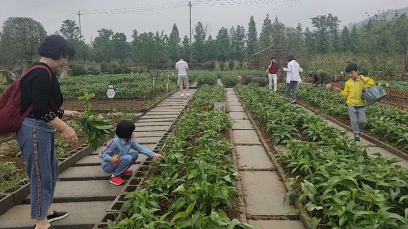 2025年温室大棚补贴政策标准解读：政策要点与影响分析**