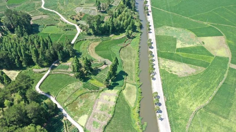 蓝莓种植间距：如何平衡土壤健康与产量提升