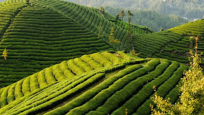 生鲜配送承包合同怎么签？关键步骤与注意事项