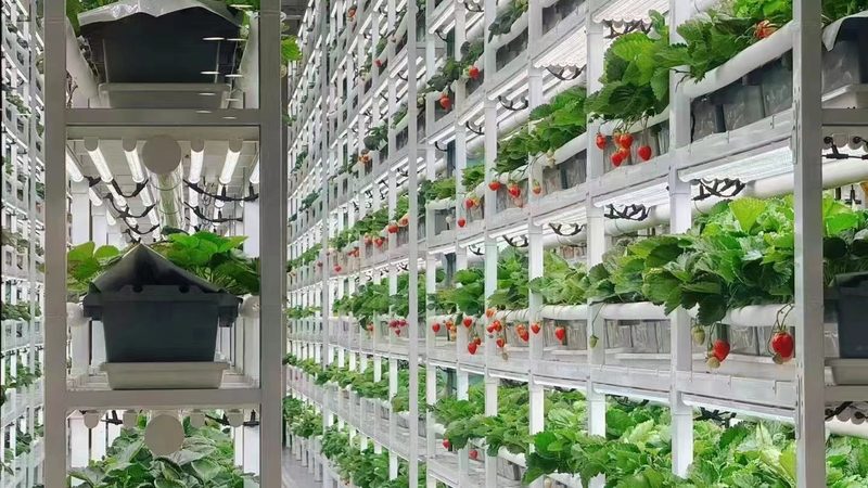 绿色食品认证标准主要包括以下几个方面：